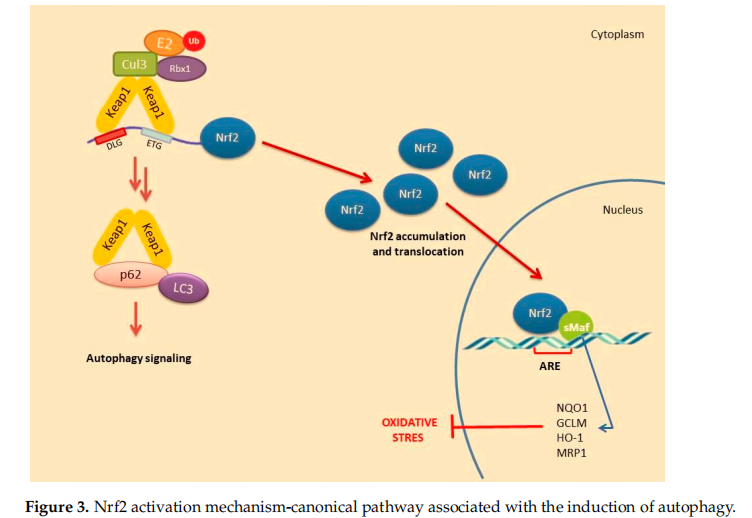 Regulatory Role Of Nrf2 Signaling Pathway In Wound Healing Process